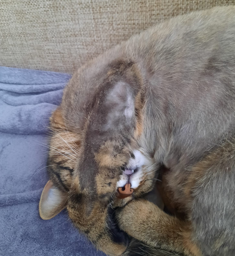 luna